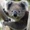 koalateem