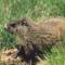 marmotte83