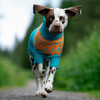 photo d'un chien portant un lopapeysa bleu et orange