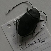 photo d'un cafard en tissu noir